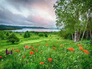 Lupine: Canada, New Brunswick, Kingston, Shampers