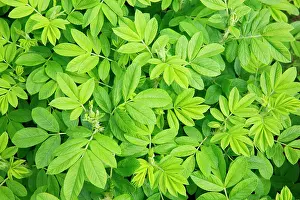 Leafy: Canada, New Brunswick, Shampers Bluff. Close-up