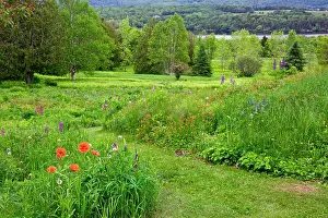 Lupine: Canada, New Brunswick, Shampers Bluff. Landscape