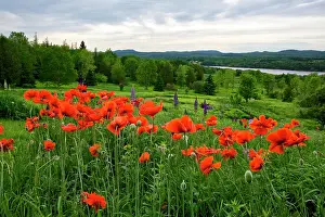 Lupine: Canada, New Brunswick, Shampers Bluff. Landscape