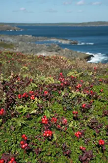 Partridge: Canada, Newfoundland, St. Anthony. Partridge
