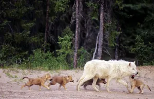 Alpha: Canada, Northwest Territories, Great Slave