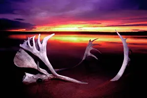 Bone: Canada, Northwest Territories, Whitefish