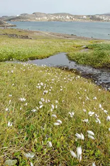 Archaeological: Canada, Nunavut, Cape Dorset. Mallikjuag
