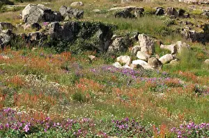 Conserving: Canada, Nunavut, Cape Dorset. Wildflower