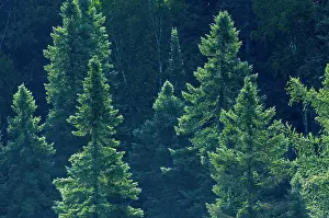 Boreal: Canada, Ontario. Algonquin Provincial Park