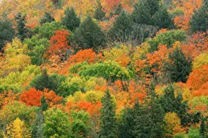Provincial: Canada, Ontario, Algonquin Provincial Park
