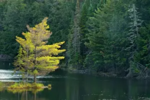 Provincial: Canada, Ontario, Algonquin Provincial Park