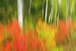 Ontario: Canada, Ontario, Algonquin Provincial Park