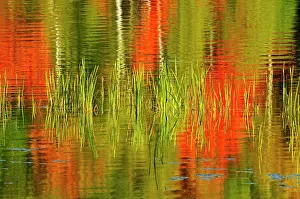 Cattail: Canada, Ontario, Baysville. Cattails and