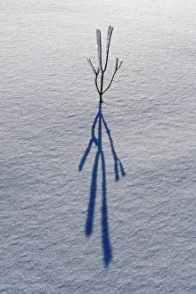Simplicity: Canada, Ontario, Bourget. Plant shadow on