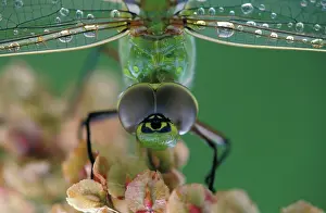 Kananaskis: Canada, Ontario, close-up of Green Darner