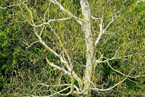 Ontario: Canada, Ontario, Dorset. Birch tree with