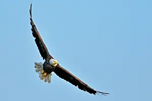 Leucocephalus: Canada, Ontario, Ear Falls. Bald Eagle in