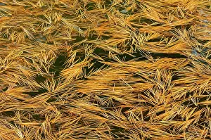 Needles: Canada, Ontario. Fallen white pine needles