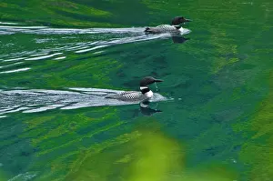 Wake: Canada, Ontario, Killarney Provincial Park