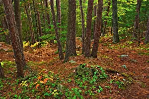 Pinus: Canada, Ontario, Killarney Provincial Park
