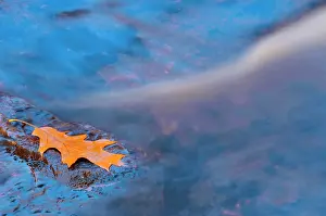 Rosseau: Canada, Ontario. Oak leaf on rock in Rosseau