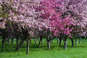 Limb: Canada, Ontario, Ottawa. Grove of cherry