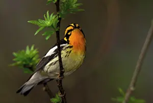 Morris: Canada, Ontario, Pt. Pelee National Park