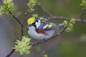 Morris: Canada, Ontario, Pt. Pelee National Park