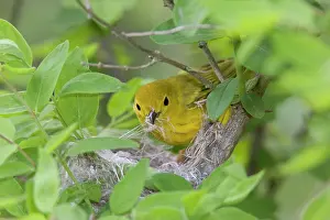 Morris: Canada, Ontario, Pt. Pelee National Park