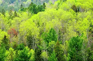 Rosseau: Canada, Ontario, Rosseau. Mixed-wood forest