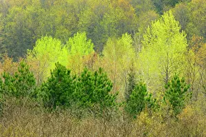 Scots: Canada, Ontario, Rosseau. Scots pine and