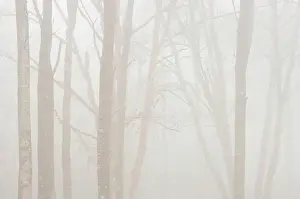 Ontario: Canada, Ontario. Trees in fog next to Lake
