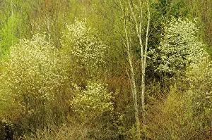 Ontario: Canada, Ontario, Utterson. Serviceberry