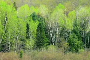 Hardwood: Canada, Ontario, Utterson. Trees at edge