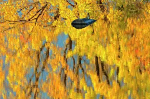 Ontario: Canada, Ontario, Whitefish. Autumn color