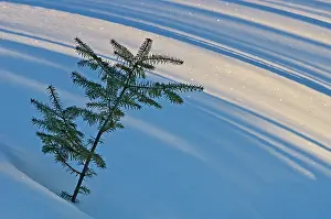 Abies: Canada, Ontario, Whitefish Falls. Balsam
