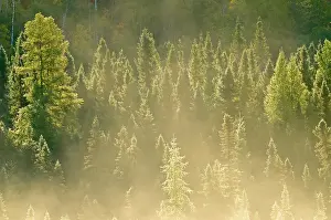 Ontario: Canada, Ontario, Worthington. Conifers in