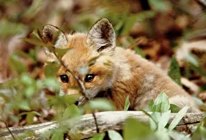 Williams: Canada, Point Pelee National Park. Young