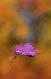Contemplation: Canada, Quebec. Autumn leaf on pond reflecting