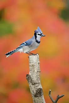 Delisle: Canada, Quebec. Blue jay perched on stump