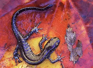 Delisle: Canada, Quebec. Blue-spotted salamander