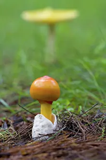 Delisle: Canada, Quebec. Close-up of fly agaric mushroom