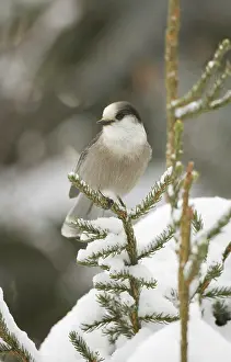 Delisle: Canada, Quebec. Close-up of gray jay perched