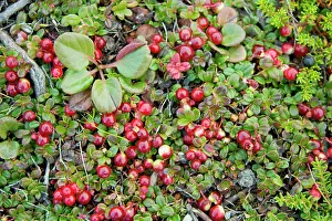 Groundcover: Canada, Quebec, Douglas Harbor. Arctic tundra