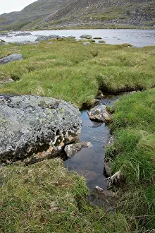 Groundcover: Canada, Quebec, Douglas Harbor. Clear Arctic