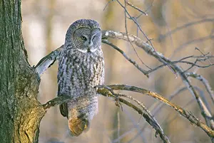 Delisle: Canada, Quebec. Great gray owl perched on