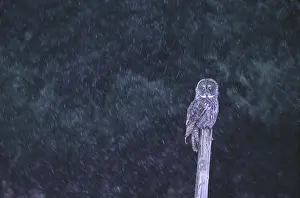 Delisle: Canada, Quebec. Great gray owl perched on