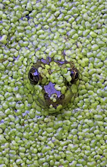 Canada, Quebec. Green frog pokes head out