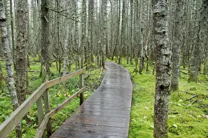 Pathway: Canada, Quebec, Havre St. Pierre, Mingan
