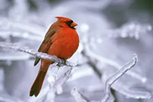 Cardinal: Canada, Quebec. Male northern cardinal on