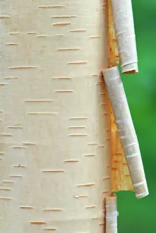 Paper: Canada, Quebec. Peeling bark on paper birch
