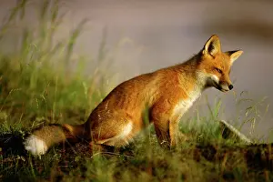 Delisle: Canada, Quebec. Red fox cub at sunrise