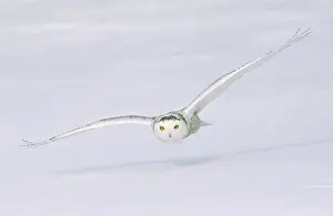Circumpolar: Canada, Quebec. Snowy owl flies low over